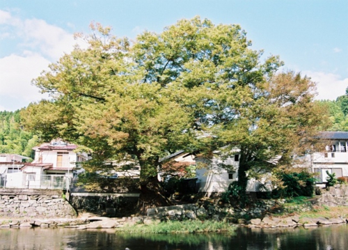 ケヤキ水源の写真です