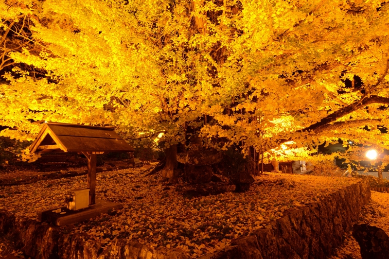 大イチョウライトアップ